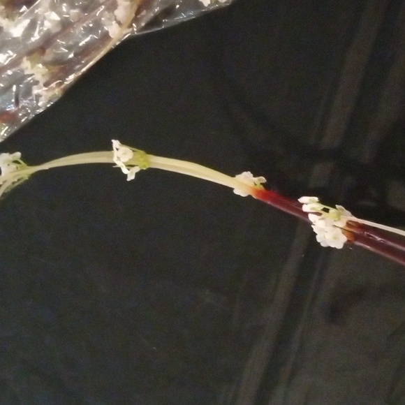 10 Pcs .40" White Blossom Faux Floral Accent Cherry Blossoms - Picture 11 of 12